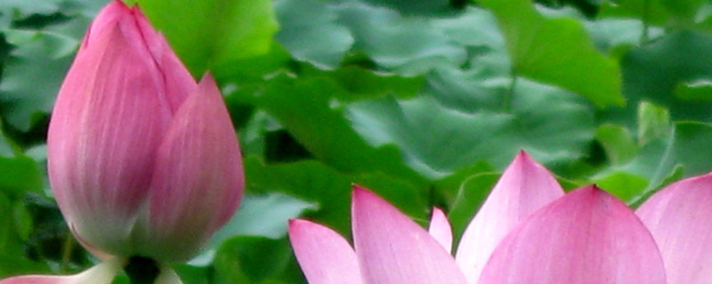荷花冬天放室內(nèi)會開么