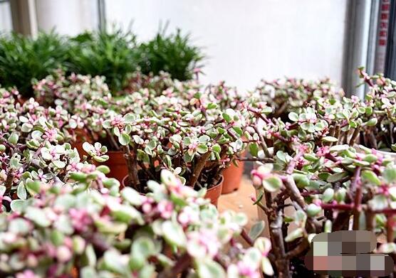 雅樂之舞如何變粉，五個(gè)小妙招教你變得粉紅