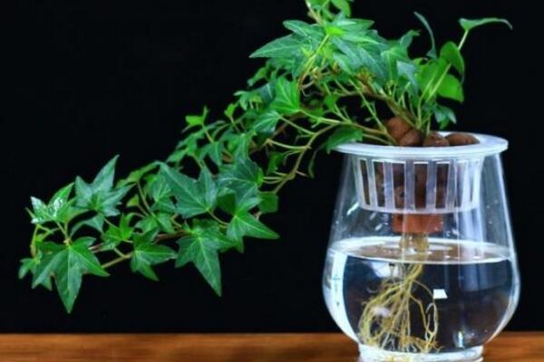水培的常春藤怎么養(yǎng)生根快，常春藤水培生根秘訣
