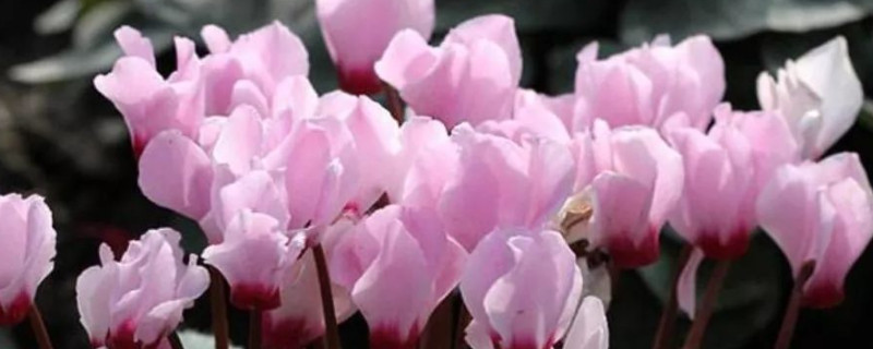 水培仙客來枯萎了怎么辦啊