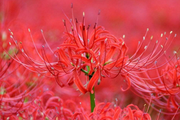 春天種彼岸花要多久才發(fā)芽