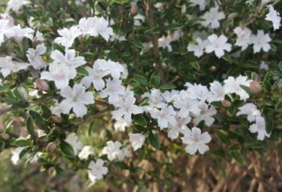 六月雪哪個(gè)品種最貴，屬金邊六月雪當(dāng)之無(wú)愧