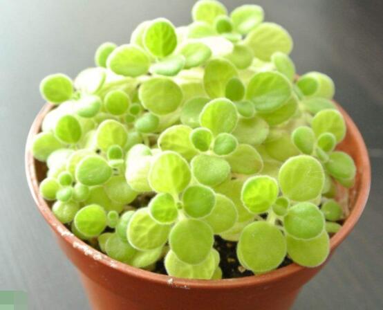 碰碰香為什么一碰就香，其原理主要為葉枕澎壓作用