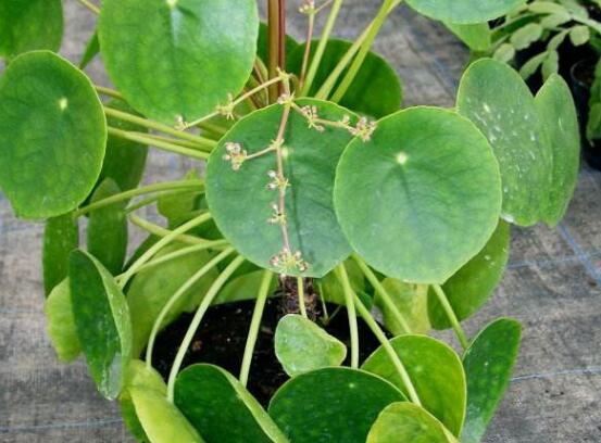 銅錢草和鏡面草的區(qū)別，外觀/生長環(huán)境/價(jià)值三種區(qū)別方法