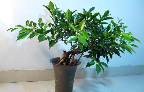 平安樹(shù)葉子發(fā)黑的原因，病蟲(chóng)害等三種原因造成