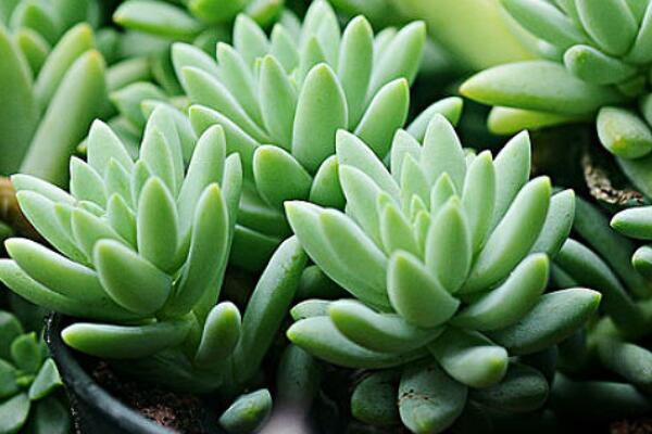 樹冰怎么養(yǎng)殖方法