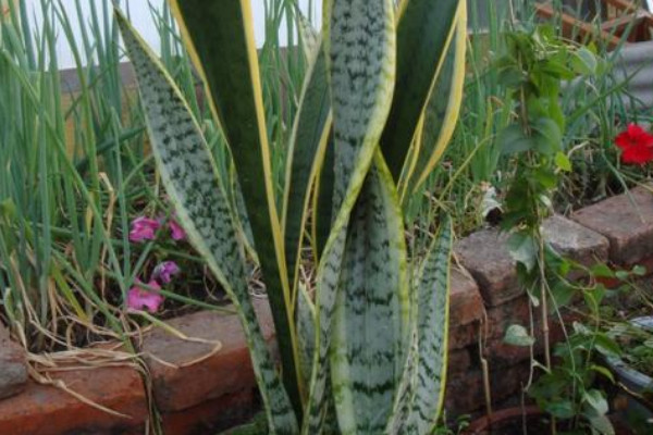 金邊虎皮蘭的養(yǎng)殖方法和注意事項