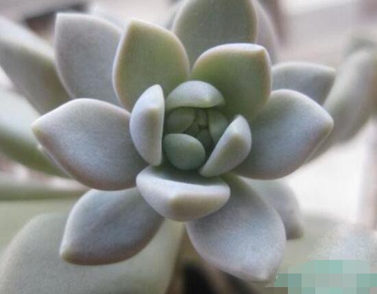 寶石花怎么繁殖，老農(nóng)總結(jié)四種繁殖方法(播種繁殖簡單易學(xué))