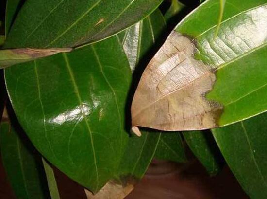 平安樹常見病蟲害有哪些，平安樹的病害防治