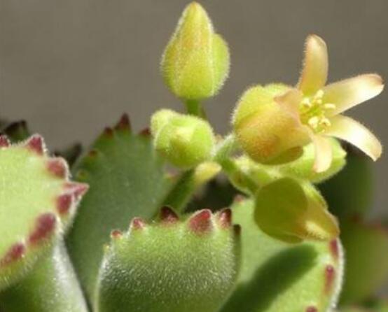 熊童子開花會死嗎，不會/適當(dāng)遮陰、及時降溫