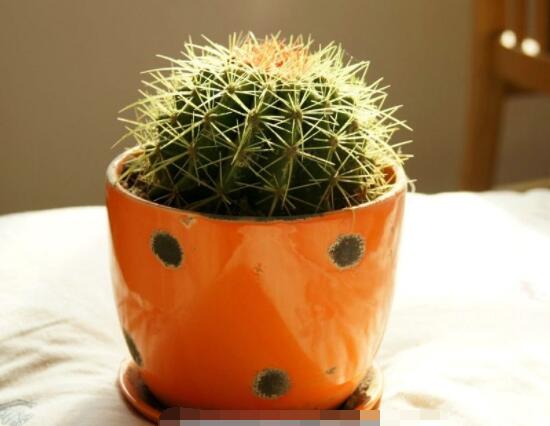 仙人球怎么施肥才正確，老農(nóng)總結一年四季施肥方法