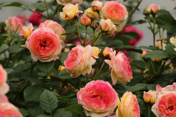 月季光長(zhǎng)葉子不開(kāi)花怎么回事