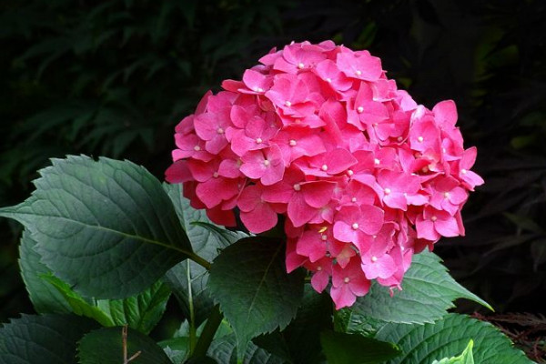 繡球花剪了還會(huì)開花嗎