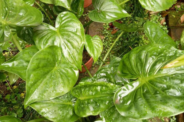 滴水觀(guān)音與尖尾芋的區(qū)別