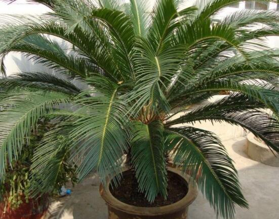 養(yǎng)鐵樹有什么忌諱，沖擊財(cái)運(yùn)與福運(yùn)/戀愛結(jié)婚難