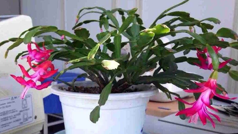 秋天蟹爪蘭的養(yǎng)殖方法和注意事項