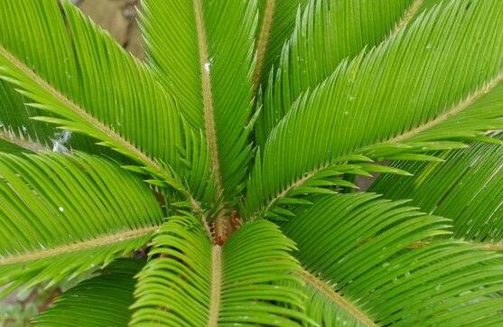 鐵樹能放臥室嗎，盡量不要放（與你爭奪氧氣、呼吸受阻）