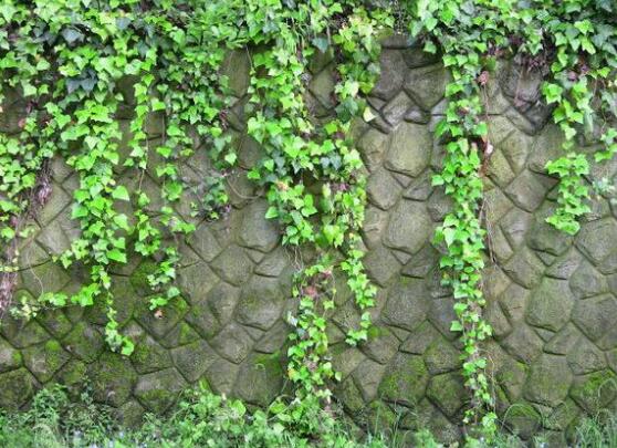 小葉常春藤的養(yǎng)殖方法，教你八個簡單易學基本方法