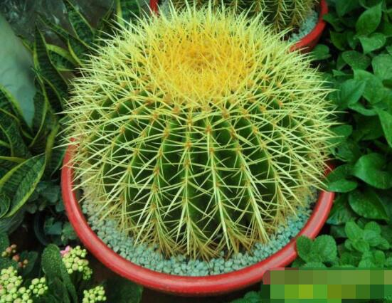 仙人球花語象征與寓意，堅強、溫暖、柔弱、孤獨