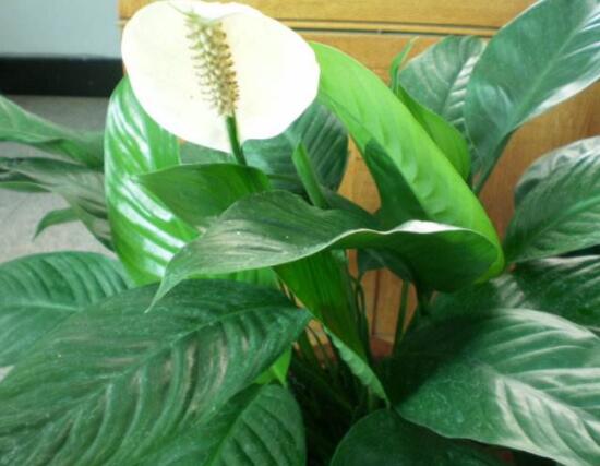 一帆風(fēng)順土培改水培，做好這六大要點(diǎn)即可快速水培生根