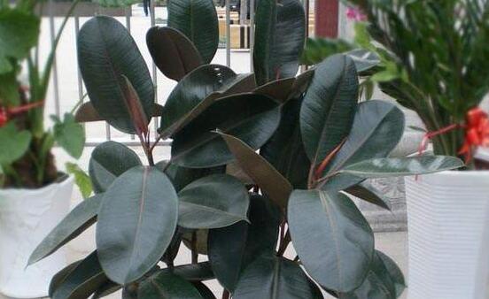 橡皮樹喜歡什么肥料，氮肥為主、磷鉀肥為輔