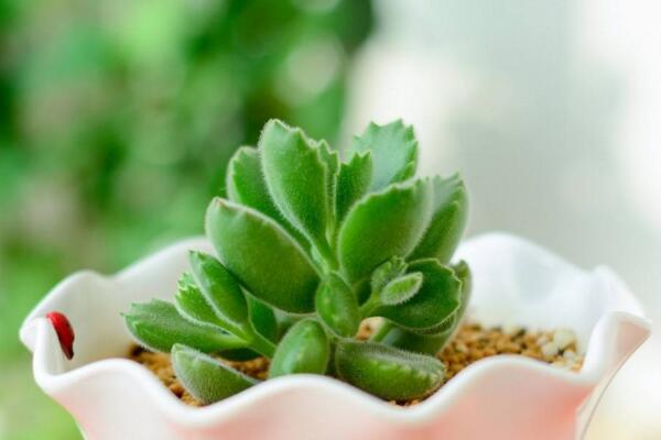 熊童子夏天怎么養(yǎng)，做好降溫、防曬并減少肥水