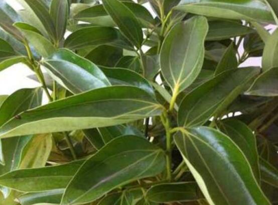 平安樹圖片大全，凈化空氣，矯正異味
