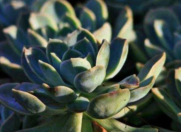 如何養(yǎng)寶石花，寶石花的四季養(yǎng)護方法介紹