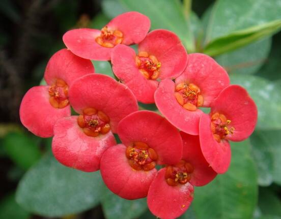 養(yǎng)虎刺梅不吉利嗎，導致全家霉運不斷、影響身體健康