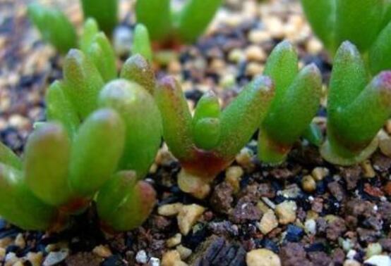 碧光環(huán)爛根怎么辦，兩種爛根防治方法/及時脫盆修剪消毒