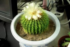 仙人球開花時(shí)間，全年都能開花但需要細(xì)心的養(yǎng)護(hù)