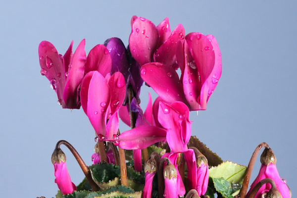 仙客來怎么養(yǎng)家庭養(yǎng)法