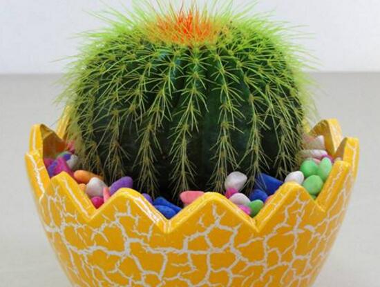 仙人球能治什么病，仙人球的作用與功效