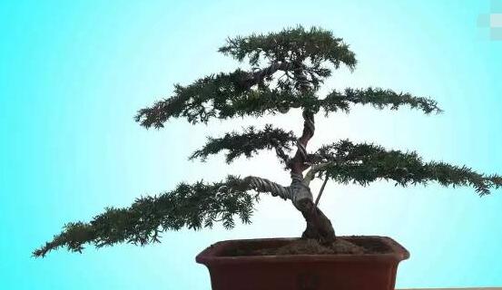 如何養(yǎng)紅豆杉，土壤要豐富營(yíng)養(yǎng)/肥水相結(jié)合