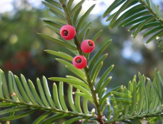 紅豆杉能在室內養(yǎng)嗎，美化家居環(huán)境、凈化空氣
