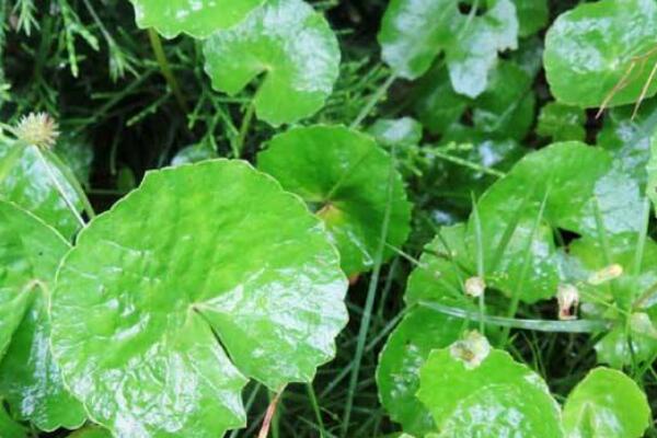 金錢草和銅錢草怎么認(rèn)