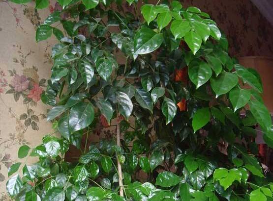 幸福樹擺放禁忌，盤點(diǎn)幸福樹五大擺放禁忌