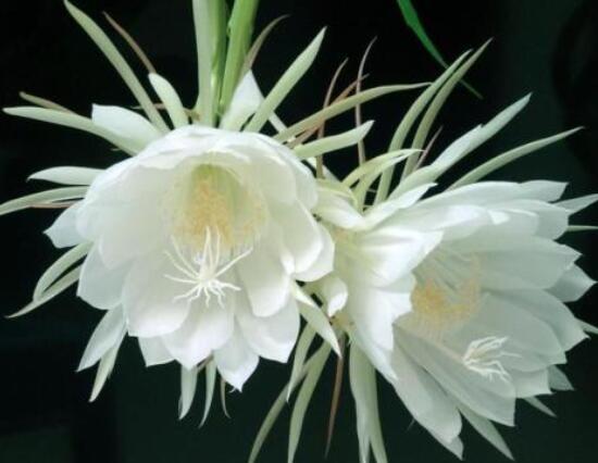 曇花爛根了要怎么辦，及時修剪腐爛根系/做好傷口消毒