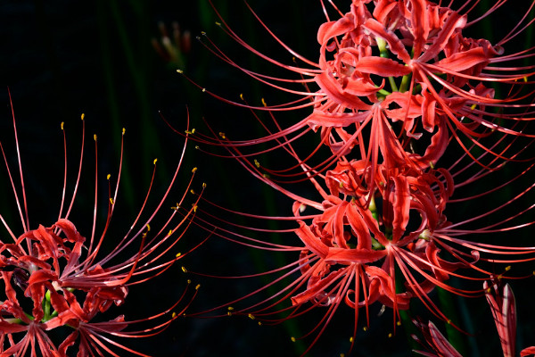 彼岸花與忽地笑的區(qū)別