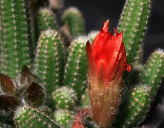 仙人掌為什么不用澆水，因吸水能力太強(qiáng)