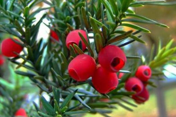 紅豆杉葉子發(fā)黃怎么辦，分析原因做出處理