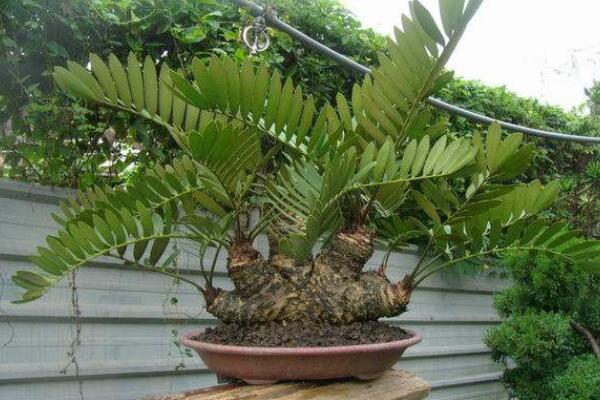 蘇鐵有哪些品種，常見蘇鐵品種介紹