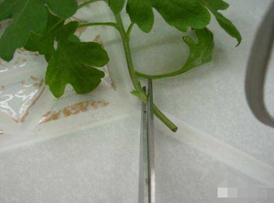 橡皮樹剪下來怎么生根，做好五個步驟便可發(fā)芽長葉