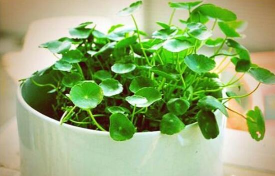 銅錢草的養(yǎng)殖方法和注意事項，老農(nóng)總結(jié)八大基本方法