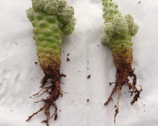 仙人掌爛根原因，仙人掌爛根怎么辦/重新栽培