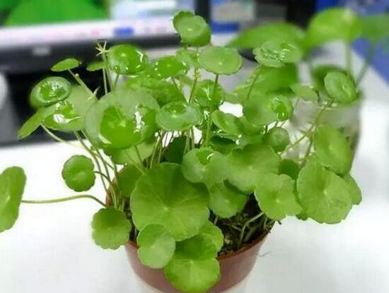 銅錢草和鏡面草的區(qū)別，外觀/生長環(huán)境/價(jià)值三種區(qū)別方法