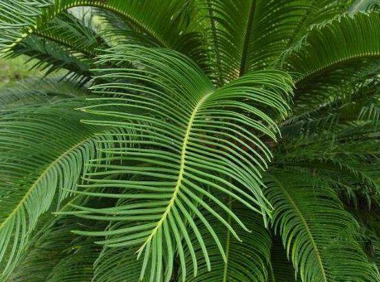 鐵樹能放臥室嗎，盡量不要放（與你爭奪氧氣、呼吸受阻）