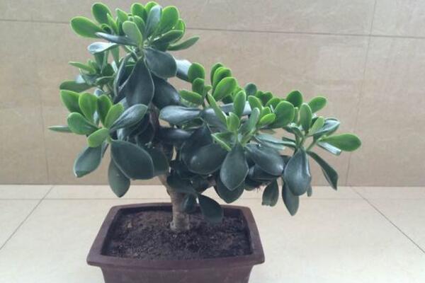 燕子掌葉子可以噴水嗎，不建議噴水可用濕毛巾擦拭葉片