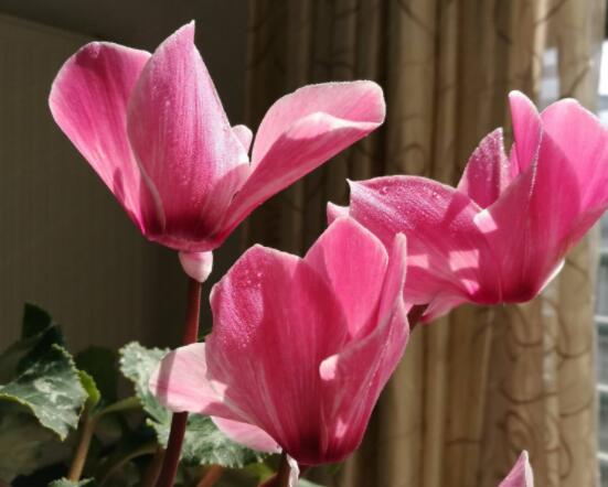 仙客來不長新葉怎么辦，多半是盆土澆水光照導(dǎo)致