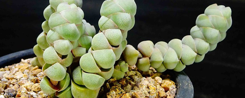 玉稚兒多肉怎么養(yǎng)